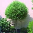 Prunus eminens 'Umbraculifera': Bild 1/5