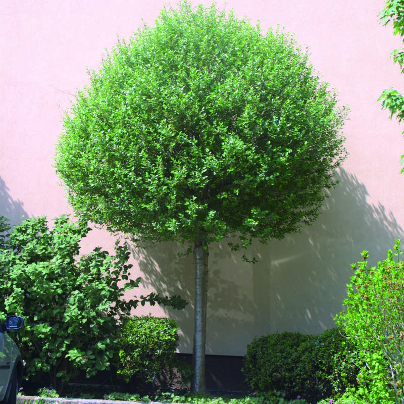 liguster hecke pflanzen wann Ligusterhecke kaufen | Ligustrum ovalifolium main image 0
