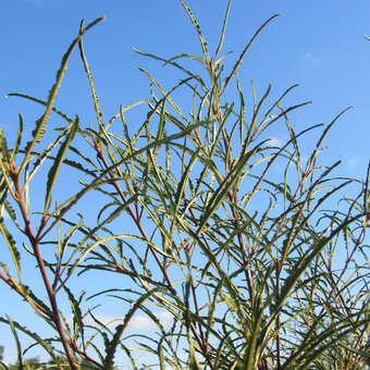 Frangula alnus 'Aspleniifolia'