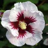 Hibiscus syr. 'Helene' - Eibisch