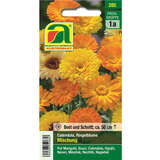 Ringelblume "Mischung" - Ringelblume "Mischung"