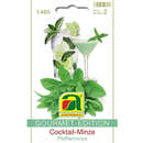 Cocktail-Minze "Pfefferminze" - Cocktail-Minze "Pfefferminze"