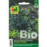 Palmkohl, Grünkohl BIO "Nero di Toscana" - Palmkohl, Grünkohl BIO "Nero di Toscana"