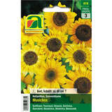 Sonnenblumen "Musicbox" - Sonnenblumen "Musicbox"