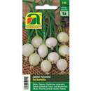 Zwiebel "De Barletta" - Zwiebel "De Barletta"