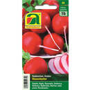 Radieschen "Riesenbutter" - Radieschen "Riesenbutter"