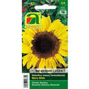 Sonnenblumen "Henry Wilde" - Sonnenblumen "Henry Wilde"