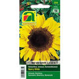 Sonnenblumen "Henry Wilde" - Sonnenblumen "Henry Wilde"