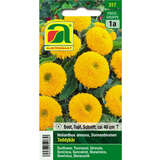 Sonnenblumen "Teddybär" - Sonnenblumen "Teddybär"