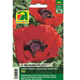 Gartenmohn "Fire" - Gartenmohn "Fire"