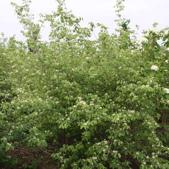 Heckenkirsche - Lonicera xylosteum - wei