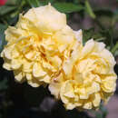Rose 'Postillion' - Moderne Strauchrose