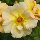 Rose 'Maigold' (pimpinellifolia) - Historische Strauchrose