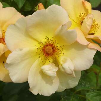 Rose 'Maigold' (pimpinellifolia)