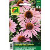 Echinacea "Roter Sonnenhut" - Echinacea "Roter Sonnenhut"