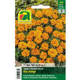 Tagetes, Studentenblume "Boy Orange" - Tagetes, Studentenblume "Boy Orange"