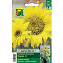 Sonnenblumen "Pacino F1" - Sonnenblumen "Pacino F1"