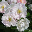 Rose 'Peach Blossom': Bild 1/4
