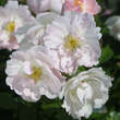 Rose 'Pfirsichblüte': Bild 1/4