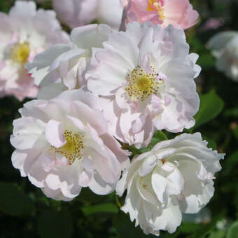 Rose 'Peach Blossom'