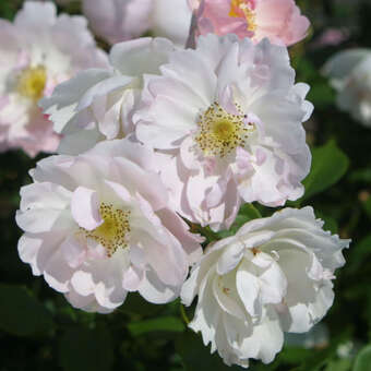 Rose 'Pfirsichblüte'