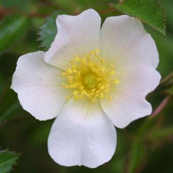 Rosa agrestis