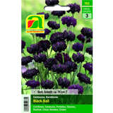 Kornblume "Black Ball" - Kornblume "Black Ball"