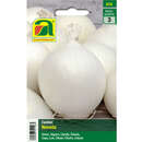 Zwiebel "Nevada" - Zwiebel "Nevada"