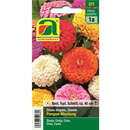 Zinnien "Pompon-Mischung" - Zinnien "Pompon-Mischung"