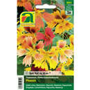 Kapuzinerkresse "Phoenix" - Kapuzinerkresse "Phoenix"