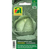 Weißkraut "Brunswijker" - Weißkraut "Brunswijker"