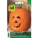 Kürbis "Howden" - Kürbis "Howden"