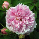 Historische Strauchrose - Rose 'Comte de Chambord'