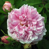 Rose 'Comte de Chambord' (Portland) - Historische Strauchrose