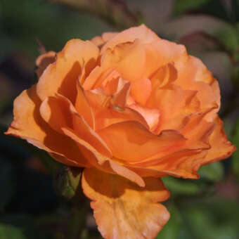 Rose 'Doris'