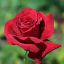 Moderne Edelrose - Rose 'Duftzauber'