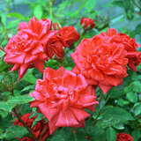 Rose 'Coralin' - Zwergrose