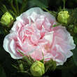 Rose 'Maiden's Blush' (alba): Bild 1/4