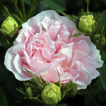 Rose 'Maiden's Blush' (alba)