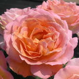 Rose 'Elle' - Moderne Edelrose