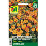 Cosmea "Sunny Orange" - Cosmea "Sunny Orange"
