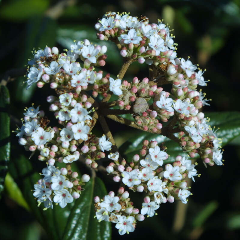 Immergrüner Schneeball Viburnum 'Pragense' weiß