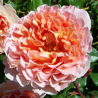 Rose 'Abraham 'Darby'