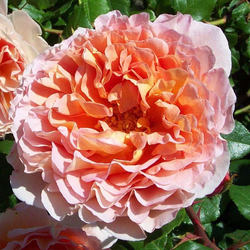 Englische Strauch Kletterrose Rose Abraham Darby Lachs