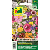 Sommerblumen "Hohe Sondermischung" - Sommerblumen "Hohe Sondermischung"