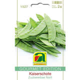 Kaiserschote "Zuckererbse Norli" - Kaiserschote "Zuckererbse Norli"