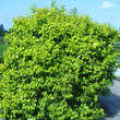 Physocarpus opulifol. 'Dart's Gold': Bild 3/5