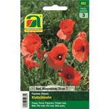 Klatschmohn - Klatschmohn