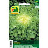 Endivie "Nuance" - Endivie "Nuance"