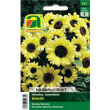 Sonnenblumen "Valentin" - Sonnenblumen "Valentin"